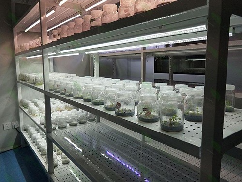 黎平植物组织培养实验室设计建设方案